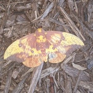 Meet your Posher, Dana